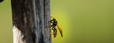 Nunca se me hubiera ocurrido alejar a avispas y mosquitos usando este ingrediente de cocina: no usarás productos químicos nunca más