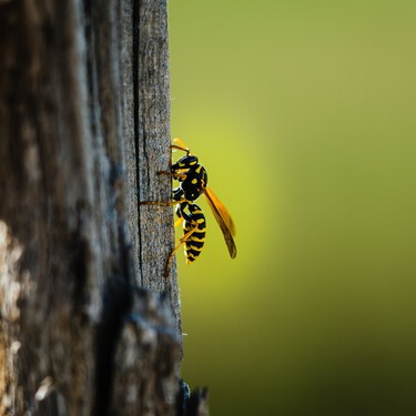 Pocos lo saben pero esta es la forma más barata para alejar avispas y mosquitos de la terraza