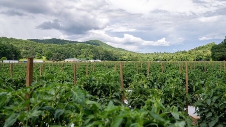 Pexels Nc Farm Bureau Mark 8877376