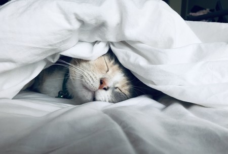La siesta en verano: estos son los beneficios sobre la salud de uno de los mayores placeres
