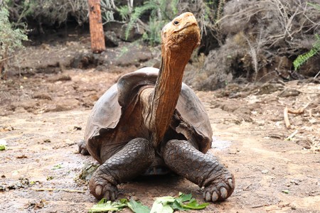 La extrema actividad sexual de esta tortuga ha evitado la extinción de su especie