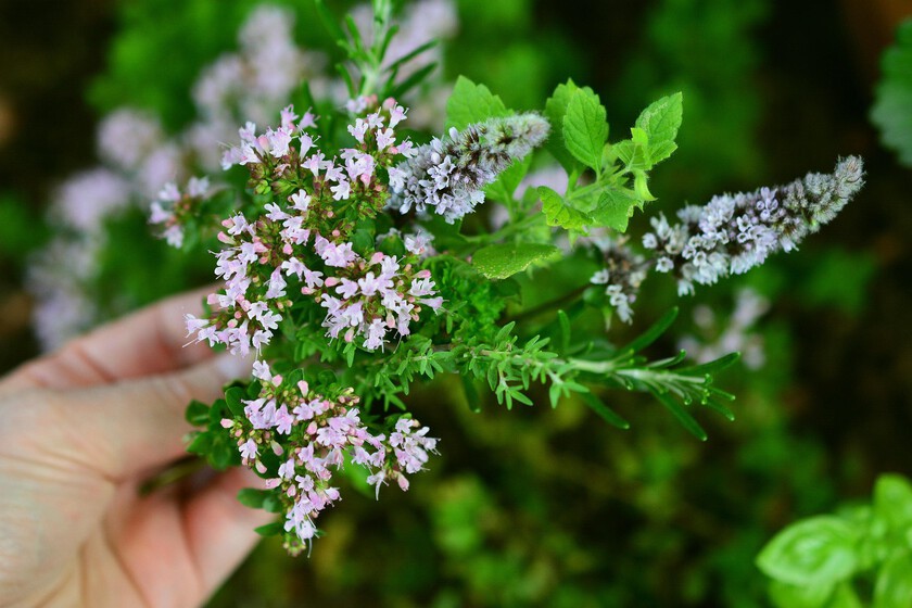 Las 10 flores veraniegas más aromáticas para transformar tu jardín en un rincón sensorial