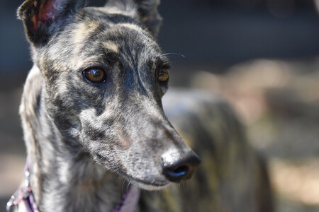 Ley Proteccion Animal Aprobacion Galgo