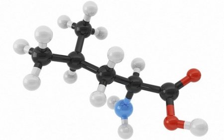 Los suplementos de leucina nos pueden ayudar a combatir la grasa
