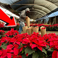 Esta flor de temporada navideña tiene fama de villana, pero es tan segura como un geranio