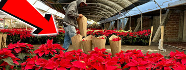 Esta flor de temporada navideña tiene fama de villana, pero es tan segura como un geranio