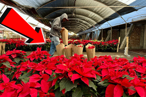 Noche Buena Peligrosa Ciencia Mexico