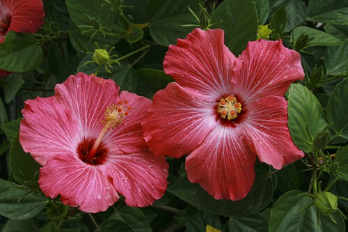 Flores que florecen todo el año
