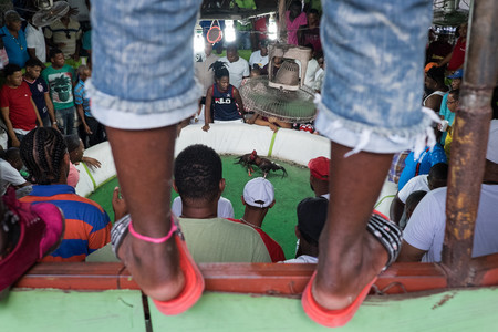 ‘Plumas, sangre y dinero’, de Bayoan Freites, documentando la lidia de gallos en la República Dominicana
