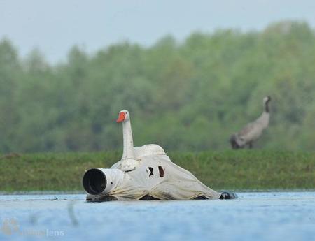 Los ridículos (pero efectivos) hides de Henryk Janowski