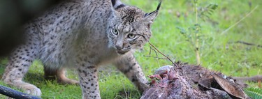 Avistado un lince ibérico en Euskadi por primera vez en más de un siglo. La gran pregunta es qué hace aquí