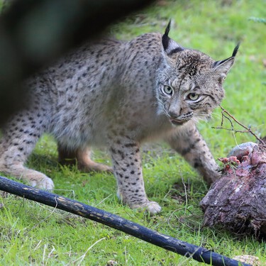 Avistado un lince ibérico en Euskadi por primera vez en más de un siglo. La gran pregunta es qué hace aquí