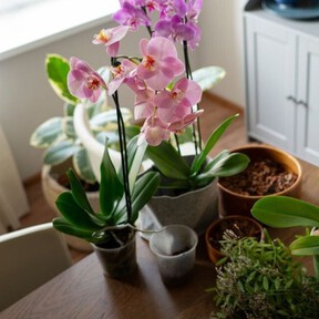 Plantas que puedes sembrar en otoño: iluminarán tu casa y no necesitan mucho espacio