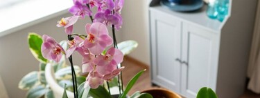 Plantas que puedes sembrar en otoño: iluminarán tu casa y no necesitan mucho espacio