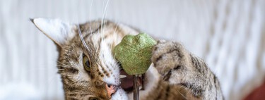 Qué plantas puedo poner en casa si tengo un gato: cómo cuidarlas y dónde ponerlas