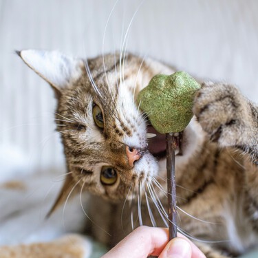 Qué plantas puedo poner en casa si tengo un gato: cómo cuidarlas y dónde ponerlas
