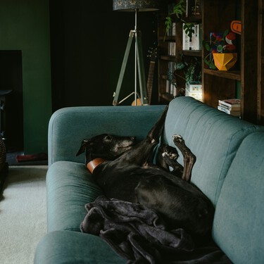 Me voy de viaje y no puedo llevar a mi perro: mis opciones para irme tranquila y sabiendo que está bien atendido