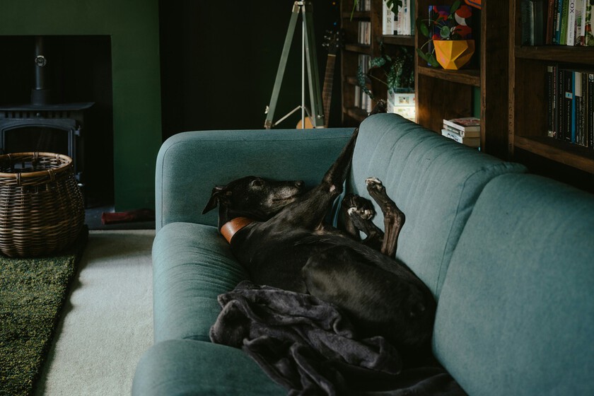 Qué hago con mi perro si me voy de viaje esta Navidad: cuatro alternativas para que esté bien cuidado y atendido