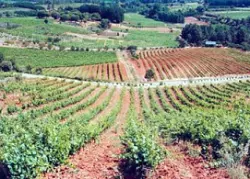 Complejo de enoturismo y golf en Cacabelos
