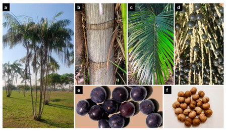 Nutrients 15 00989 G002