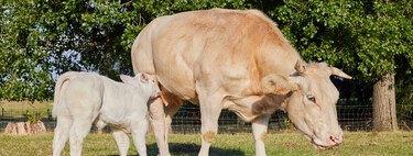 Si te gusta la raza Rubia Gallega tenemos malas noticias: está desapareciendo por la potencia de su pureza