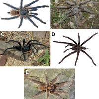 Essas 4 espécies de tarântulas foram descobertas — e elas transformam acasalamento em verdadeira luta por sobrevivência com anatomia única 