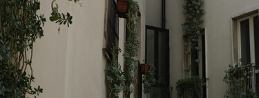 Hoy llega a Lidl la planta de interior que purifica el aire y decora cualquier rincón por menos de 7 euros