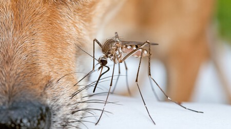 mosquito