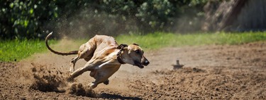 Los 20.000 perros abandonados al acabar la temporada de caza colapsan los refugios y protectoras