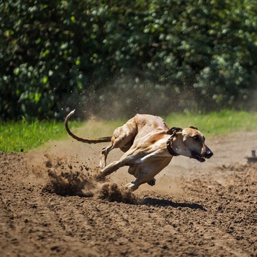 Los 20.000 perros abandonados al acabar la temporada de caza colapsan los refugios y protectoras