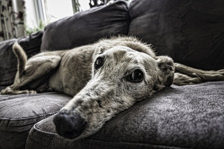 Perros Solos En Casa Ciencia Ansiedad Por Separacion
