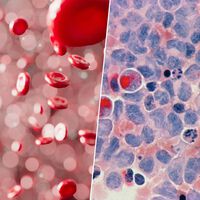 Han creado una fábrica de sangre artificial que "respira": es fundamental para darnos la clave de la leucemia