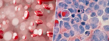 Han creado una fábrica de sangre artificial que "respira": es fundamental para darnos la clave de la leucemia
