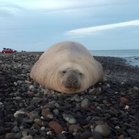 Todos se detuvieron a fotografiar a Panchito, pero pocos se preguntaron por qué llegó a Nayarit