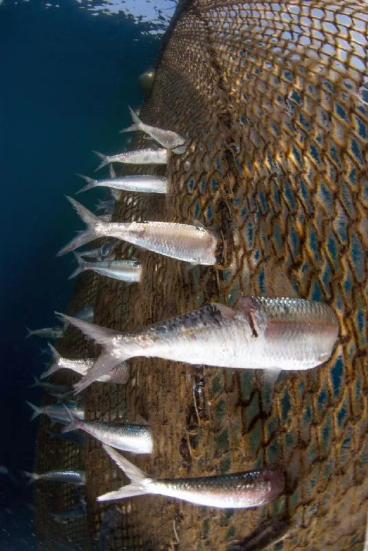 Foto de Denuncia ecológica (3/9)