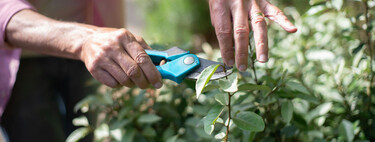 Octubre es un mes clave para el jardín: qué tienes que podar ahora para que el invierno no arruine tus plantas