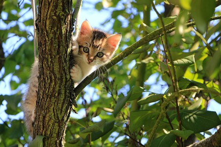 Gatos en La Rioja muy pocos - perros muchísimos