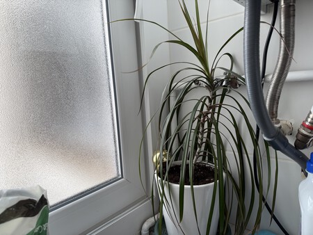 Plantas