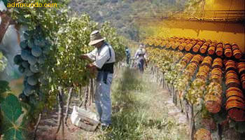 Turisvino: nueva web sobre enoturismo en Chile 