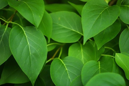 lecho de hojas para capturar al bebe