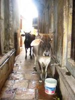 Una gallega en la India: Sobre mosquitos, vacas y otras epidemias