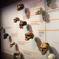 Todos los cráneos de los grandes simios eran igual de grandes. Hasta que el homo sapiens metió quinta