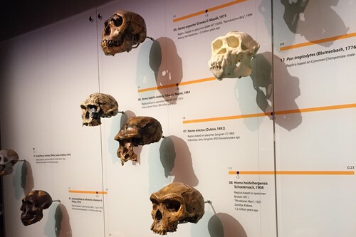 evolución craneal humanos