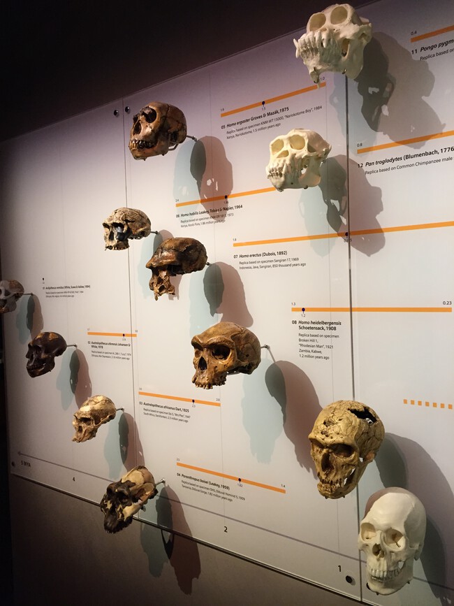 evolución craneal humanos
