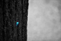 ¿Por qué los chicles pegados en la vía pública son un riesgo para los niños?