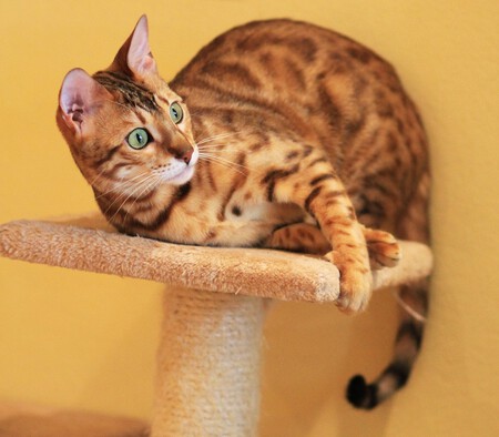Bengal Cat 2042655 1920