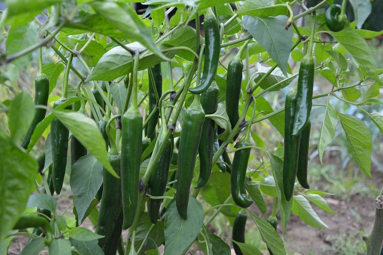 Chile serrano un ingrediente esencial en la gastronomía de México con muchos beneficios para la Chile serrano un ingrediente esencial en la gastronomía de México con muchos beneficios para la