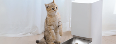 Atención, amantes de los gatos: gadgets que os permitirán iros de vacaciones dejando a vuestros mininos como los reyes de la casa 