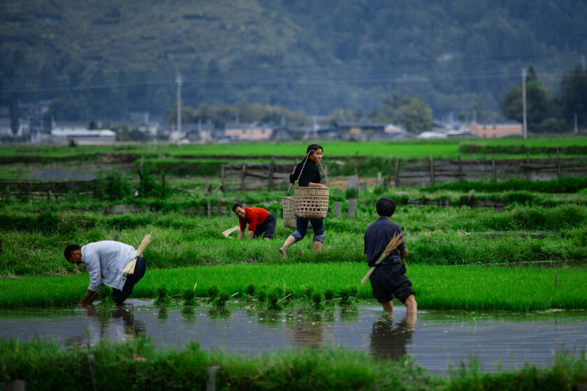 Muchos turistas y granjeros septuagenarios: Japón se enfrenta a un futuro de arroz carísimo en escenarios de especulación