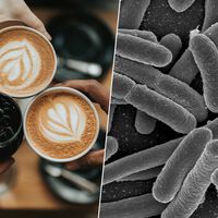 Sabíamos que el café era bueno para la salud, pero ahora hemos descubierto que es un gran aliado de nuestra microbiota 